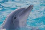 dolphin_pictures1.jpg